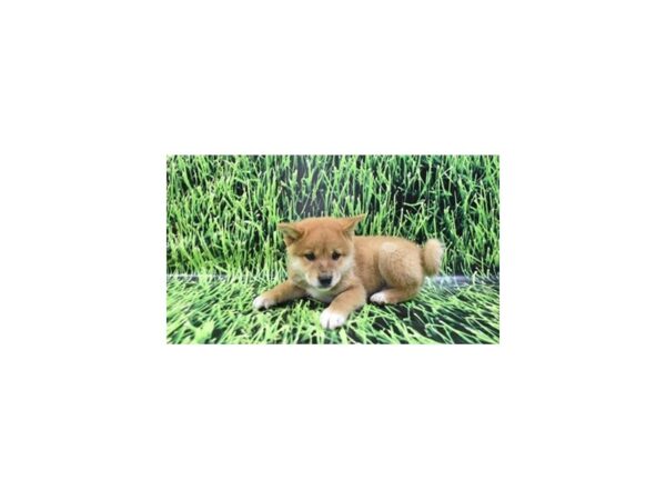 Shiba Inu DOG Male Red Sesame 6321 Petland San Antonio, TX