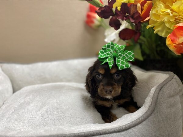 Cocker Spaniel DOG Female chlt & tn wh mkgs 6331 Petland San Antonio, TX