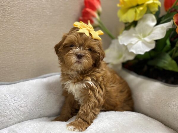 Shipoo DOG Female rd, wh mkgs 6330 Petland San Antonio, TX