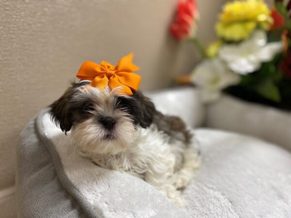 Shih Tzu DOG Female wh & lav, brdl prti 6329 Petland San Antonio, TX