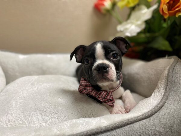 Boston Terrier DOG Male blk & wh 6327 Petland San Antonio, TX