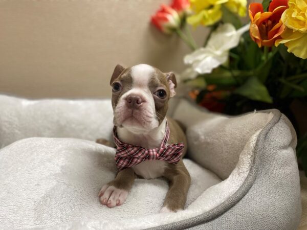 Boston Terrier-DOG-Male-chpn-6326-Petland San Antonio, TX