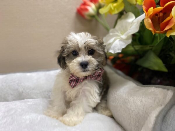 Teddy Bear-DOG-Male-gld & wh-6325-Petland San Antonio, TX