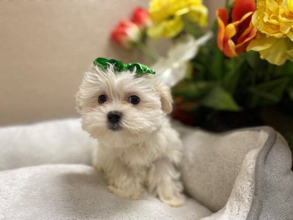 Maltese-DOG-Female-wh-6324-Petland San Antonio, TX