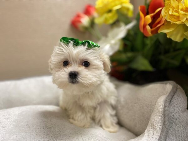 Maltese DOG Female wh 6324 Petland San Antonio, TX