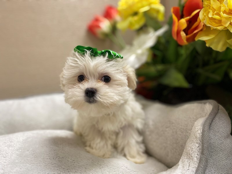 maltese_8314ページ(ざんてい) It's called standing on business, learn about it👍🏼