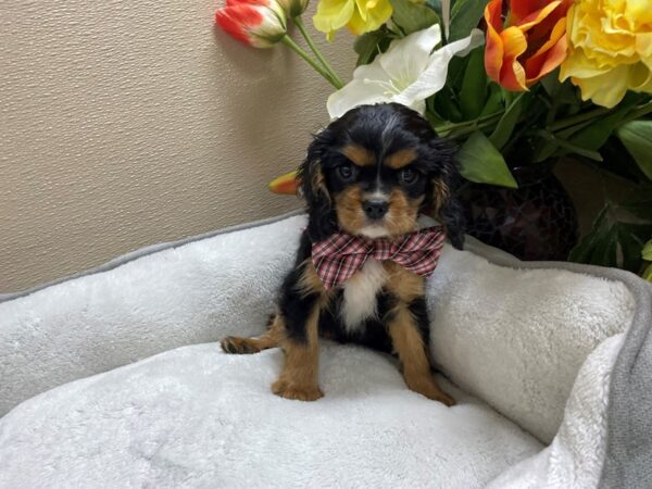 Cavalier King Charles Spaniel DOG Male blk, tn wh mkgs 6322 Petland San Antonio, TX