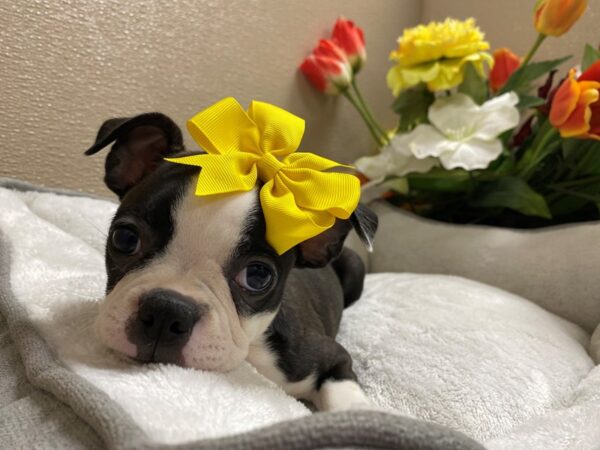 Boston Terrier DOG Female blk & wh 6328 Petland San Antonio, TX