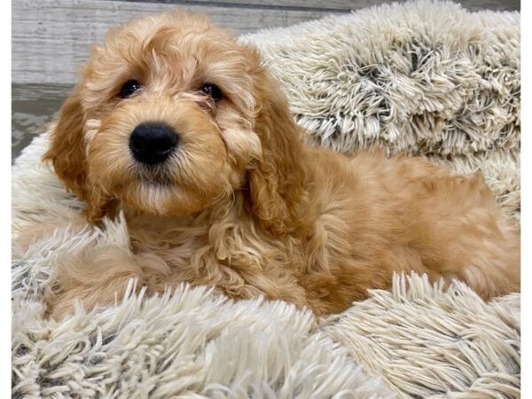 Miniature Goldendoodle DOG Male Golden 9222 Petland San Antonio, TX