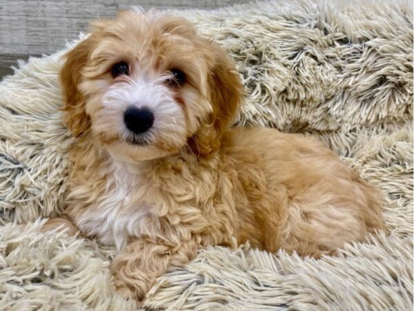 Miniature Goldendoodle DOG Female Golden 9223 Petland San Antonio, TX