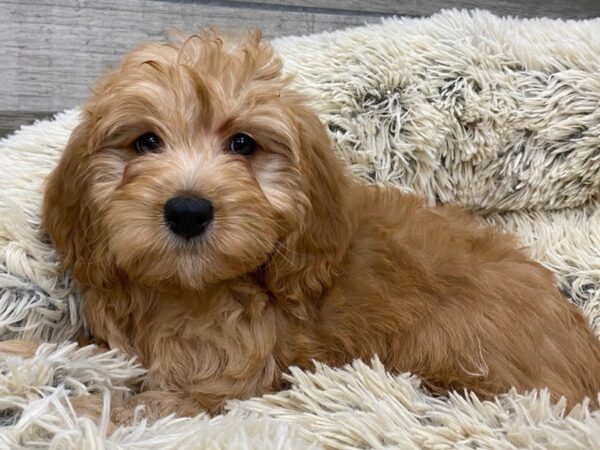 Miniature Goldendoodle DOG Female Golden 9224 Petland San Antonio, TX