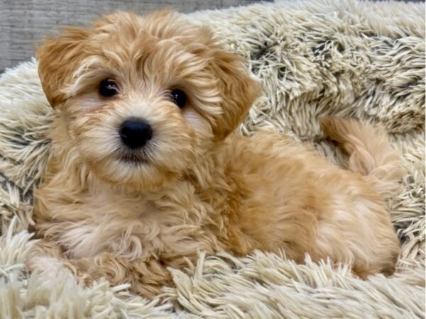 Havanese-DOG-Female-Gold-9226-Petland San Antonio, TX
