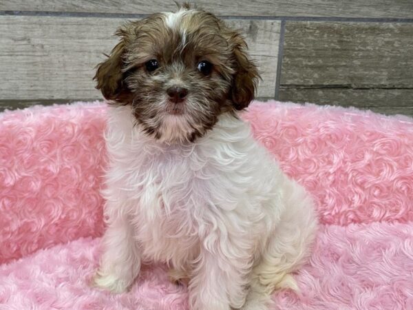 Shihpoo DOG Female Tan 9229 Petland San Antonio, TX