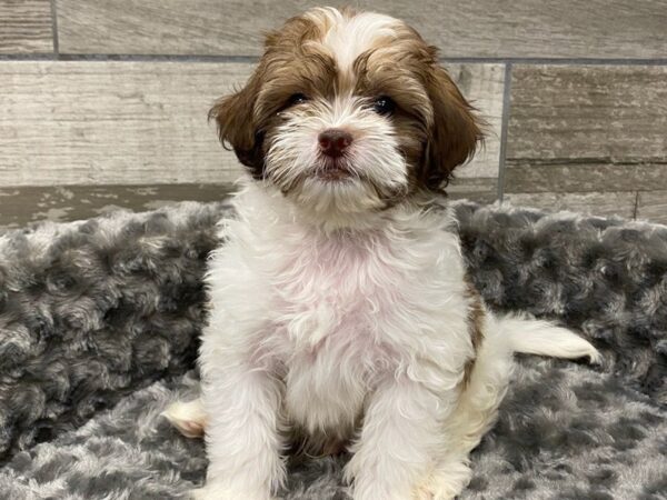 Shihpoo DOG Male Brown & White 9230 Petland San Antonio, TX