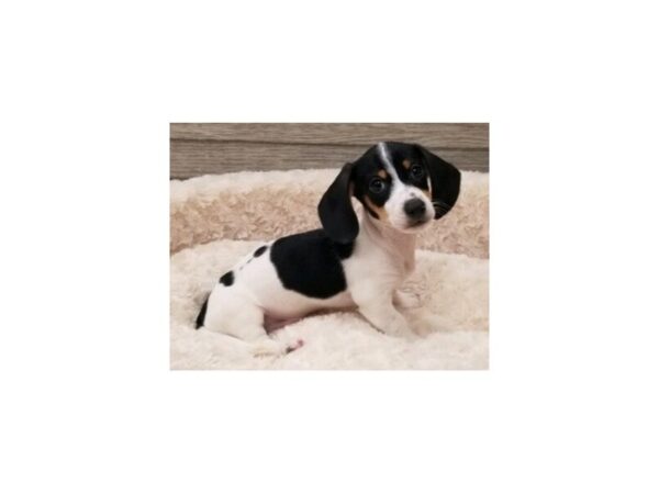 Dachshund-DOG-Male-Black & Tan Piebald-9227-Petland San Antonio, TX