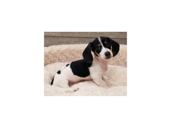 Dachshund DOG Male Black & Tan Piebald 9227 Petland San Antonio, TX