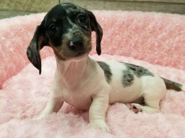 Dachshund DOG Female Black & Tan Dapple Piebald 9228 Petland San Antonio, TX