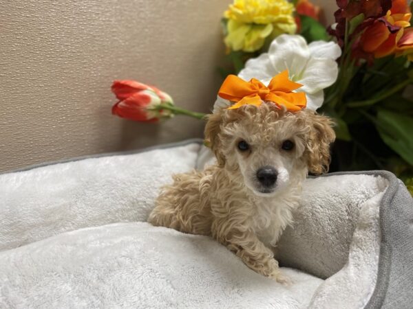 Miniature Poodle-DOG-Female-apct, wh mkgs-6334-Petland San Antonio, TX