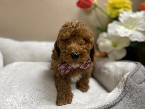 2nd Generation Miniature Goldendoodle-DOG-Male-rd, wh mkgs-6335-Petland San Antonio, TX