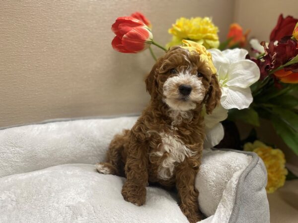 2nd Generation Miniature Goldendoodle-DOG-Female-rd, wh mkgs-6336-Petland San Antonio, TX