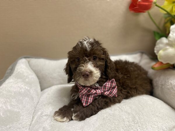 Miniature Bernadoodle DOG Male chlt, wh mkgs 6337 Petland San Antonio, TX