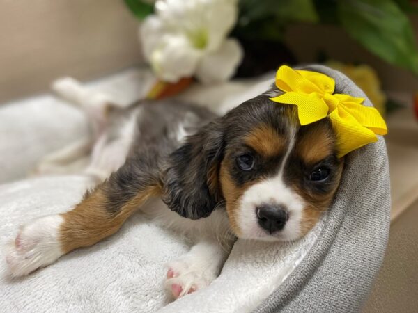 Cavalier King Charles Spaniel-DOG-Female-bl mrl & tn, wh mkgs-6338-Petland San Antonio, TX