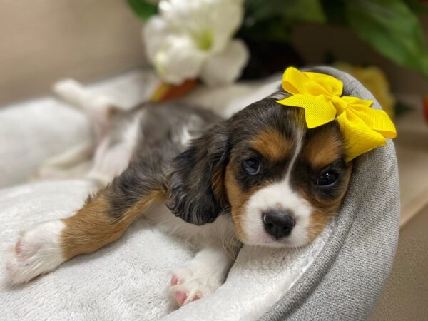 Cavalier King Charles Spaniel DOG Female bl mrl & tn, wh mkgs 6338 Petland San Antonio, TX