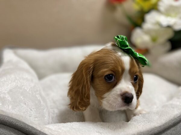 Cavalier King Charles Spaniel DOG Female bheim, wh 6339 Petland San Antonio, TX