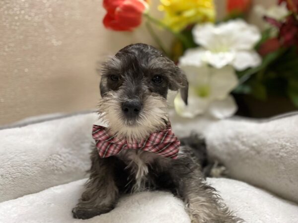 Min Schnauzer DOG Male slt, ppr 6341 Petland San Antonio, TX