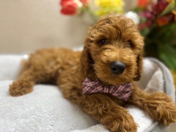 Goldendoodle-DOG-Male-rd-6340-Petland San Antonio, TX