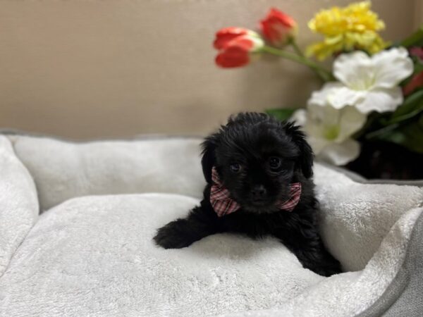 Pekapoo-DOG-Male-blk-6343-Petland San Antonio, TX