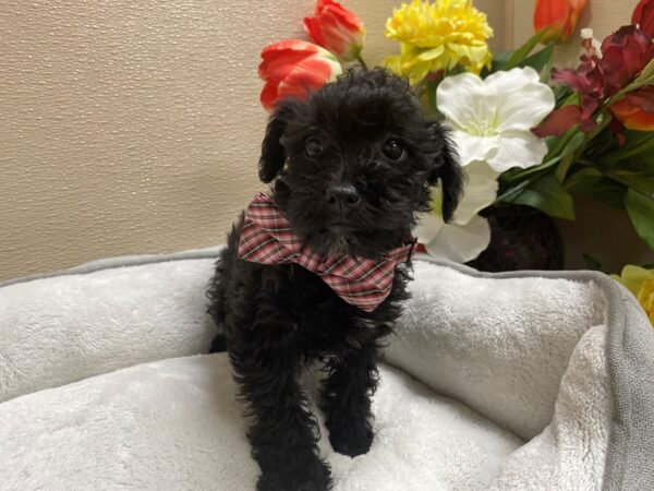 Schnoodle-DOG-Male-blk-6344-Petland San Antonio, TX