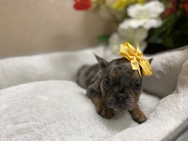 French Bulldog DOG Female blk mrl, tn mkgs 6342 Petland San Antonio, TX