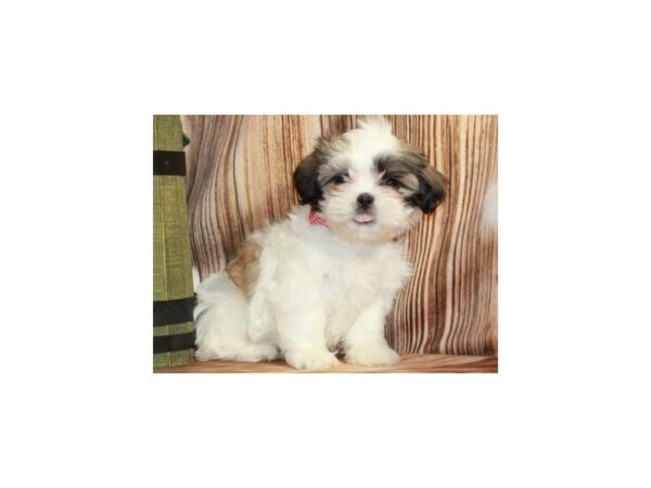 Shih Tzu DOG Male White & Gold Parti 9233 Petland San Antonio, TX