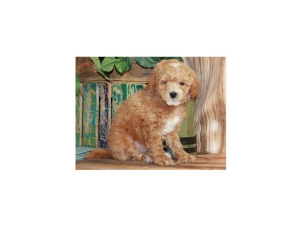 Miniature Goldendoodle DOG Male Golden 9234 Petland San Antonio, TX