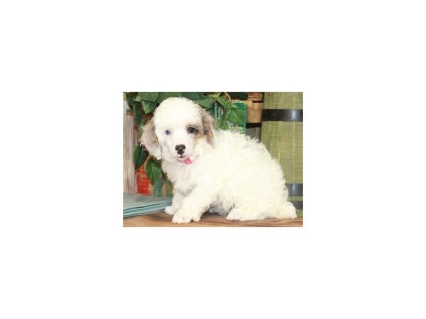 Miniature Poodle-DOG-Female-White Blue Merle & Tan Parti-9235-Petland San Antonio, TX
