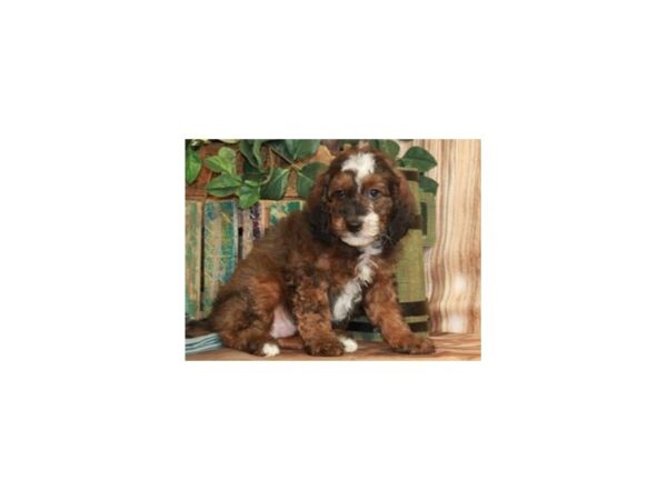 Miniature Bernedoodle-DOG-Male-Cafe-9236-Petland San Antonio, TX