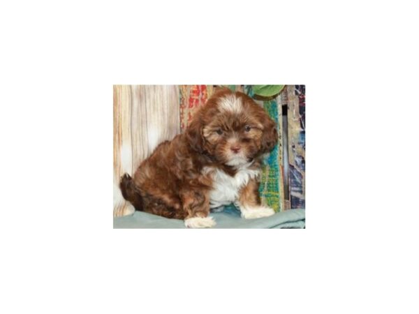 Shihpoo DOG Female Chocolate Gold & White 9237 Petland San Antonio, TX