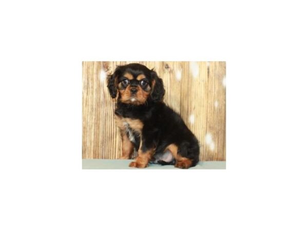 Cavalier King Charles Spaniel-DOG-Male-Black Tan & White-9238-Petland San Antonio, TX