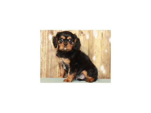 Cavalier King Charles Spaniel DOG Male Black Tan & White 9238 Petland San Antonio, TX