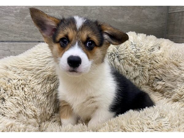 Pembroke Welsh Corgi-DOG-Female-Black White & Tan-9232-Petland San Antonio, TX