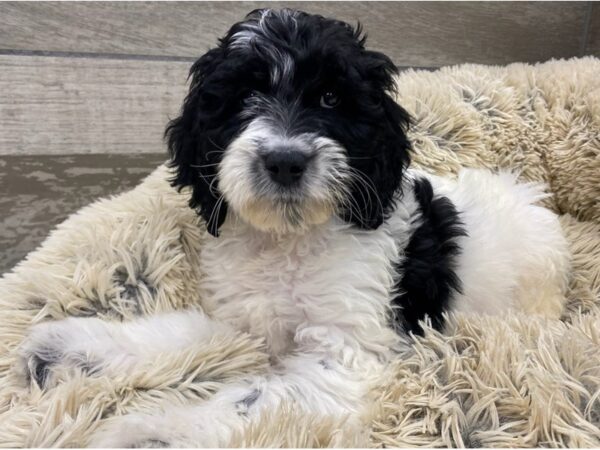 Goldendoodle DOG Female Black & White Parti 9240 Petland San Antonio, TX