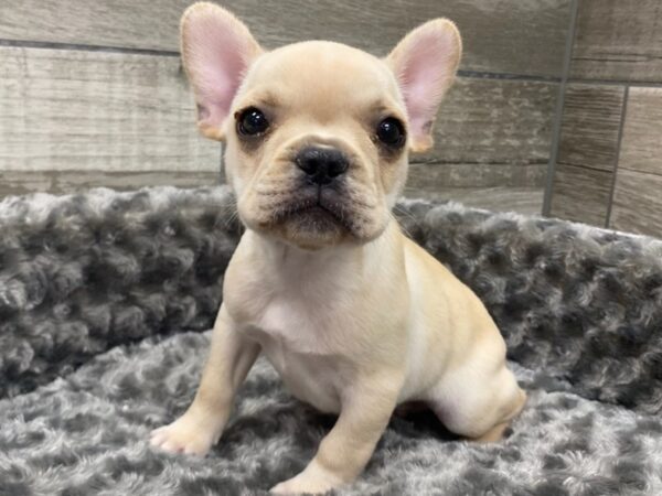 French Bulldog DOG Male Cream 9241 Petland San Antonio, TX