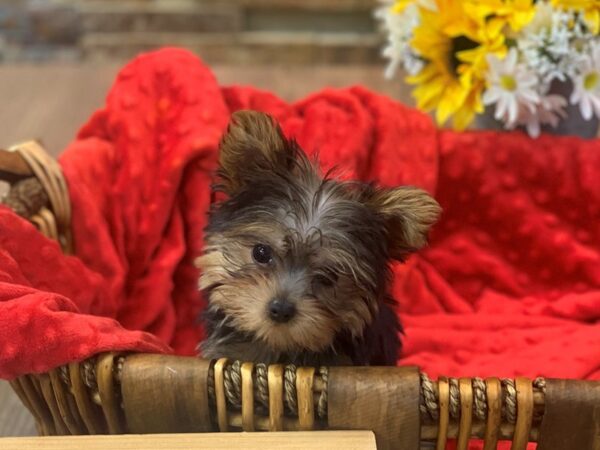 Yorkshire Terrier DOG Male Black & Gold 9299 Petland San Antonio, TX