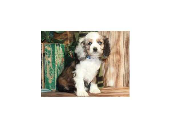 Cocker Spaniel-DOG-Female-Chocolate Fawn Sable Parti-9251-Petland San Antonio, TX