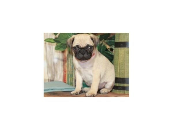 Pug-DOG-Male-Fawn Black Mask-9252-Petland San Antonio, TX