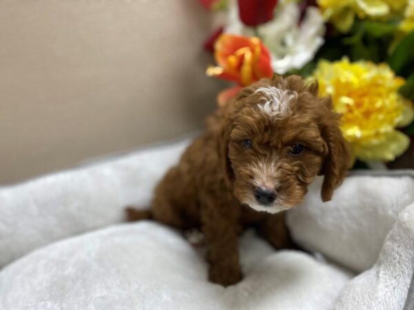 2nd Generation Mini Goldendoodle DOG Male rd, wh mkgs 6345 Petland San Antonio, TX