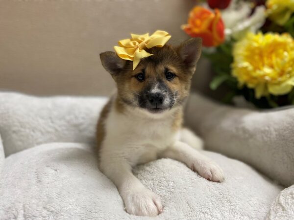 Shiba Inu DOG Female rd sesme. pnto 6346 Petland San Antonio, TX