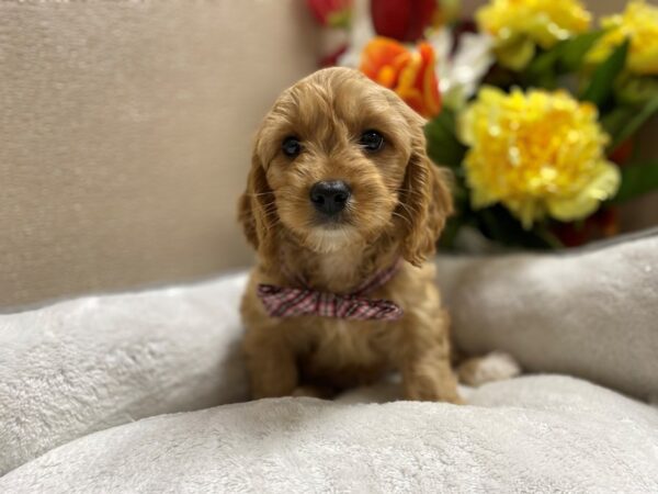 Cava Goldendoodle DOG Male apct, wh mkgs 6347 Petland San Antonio, TX