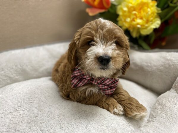 2nd Generation Miniature Goldendoodle DOG Male dk gldn, wh mkgs 6348 Petland San Antonio, TX